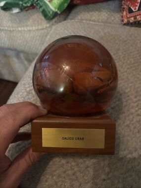 Vintage Nature Gems Calico Crab Real Specimen Dome Wood Base Educational Display